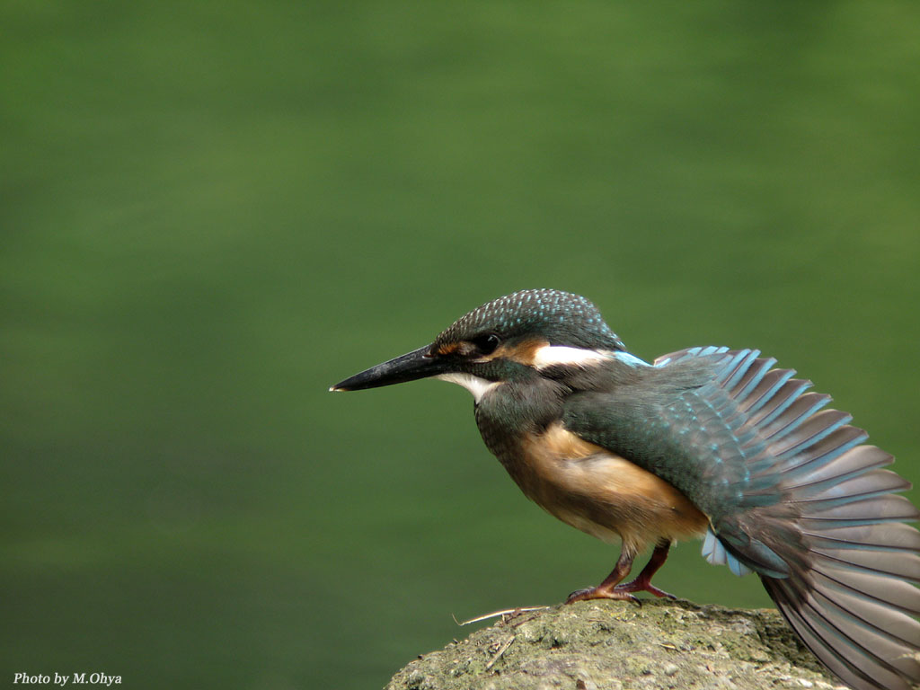 久しぶりのカワセミ_f0003418_19144192.jpg