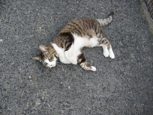 外面のいいネコ?_e0101819_4421579.jpg