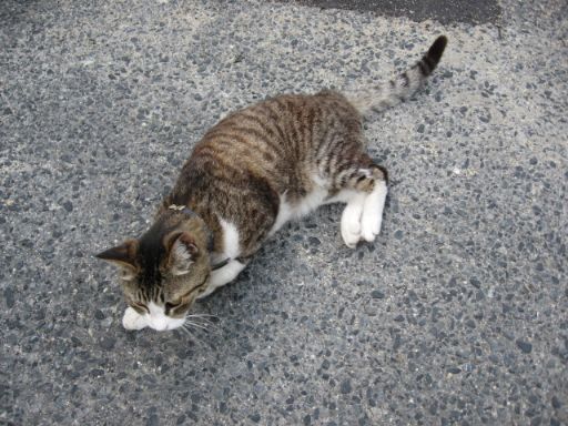 外面のいいネコ?_e0101819_4445244.jpg
