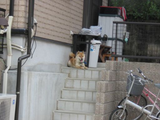 外面のいいネコ?_e0101819_4453141.jpg