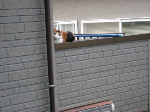 外面のいいネコ?_e0101819_4542671.jpg