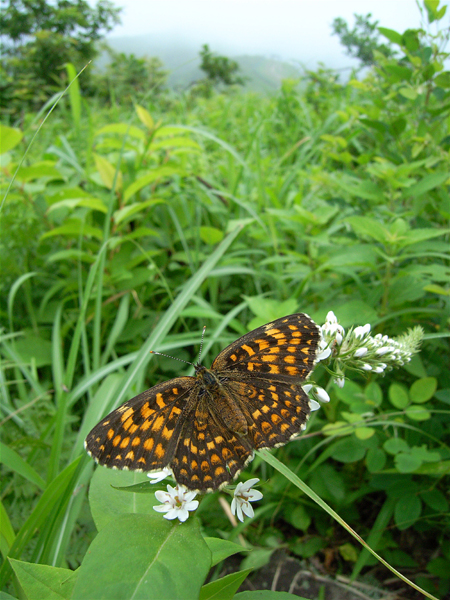 d0054625_063380.jpg