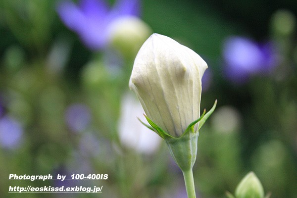 《花》　桔梗1　18-55mm（花と緑の振興センター）_c0080036_2249292.jpg