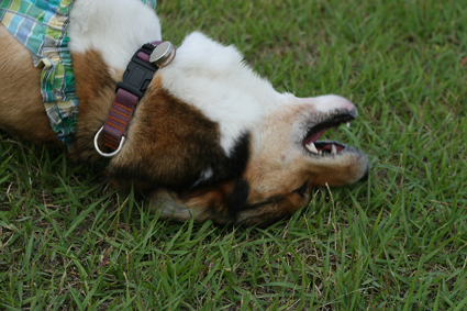 楽しみな　トレーニングと　陽犬や_b0031538_0191874.jpg