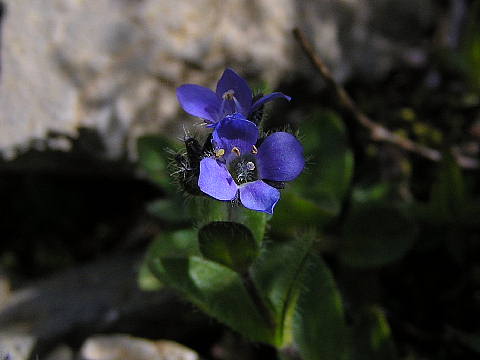 シーニゲプラッテ高山植物園の花ー２_c0051143_0123059.jpg