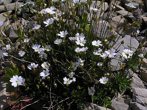 シーニゲプラッテ高山植物園の花ー２_c0051143_022227.jpg