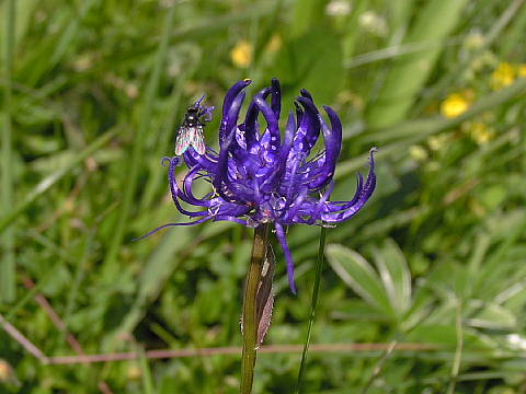 シーニゲプラッテ高山植物園の花ー２_c0051143_055150.jpg