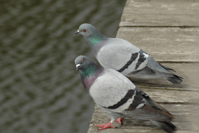 鳩 つがい 写悦の函