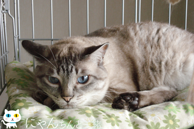 猫も口をとんがらかす_e0031853_14152755.jpg