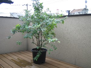 b0007893_23223546.jpg