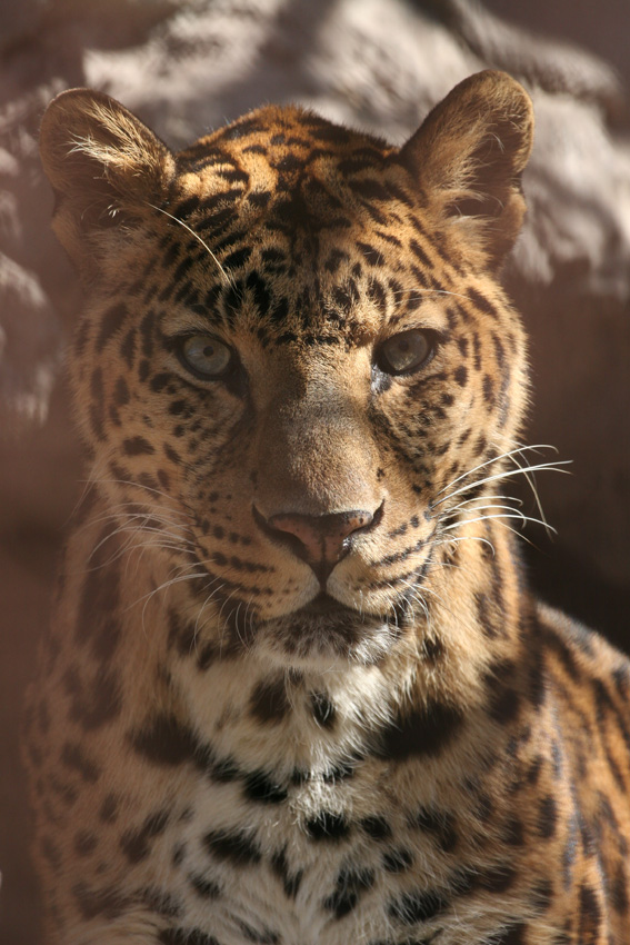 ペルシャヒョウ 動物の顔 顔 顔