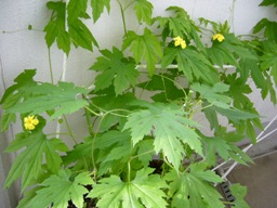 f0013029_7322480.jpg