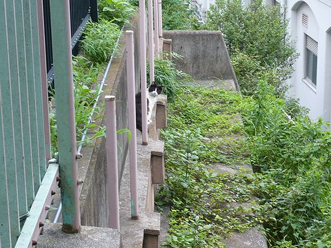 やねせんのねこ、２００７梅雨。_f0048545_702121.jpg