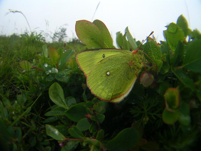 c0045352_17383562.jpg