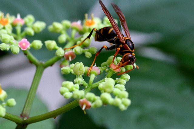 雑草と呼ばれる花々　　その8_f0103667_5282476.jpg