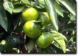 e0009772_22410100.gif