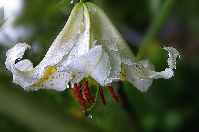       神奈川県の花　ヤマユリ_c0061695_19522118.jpg