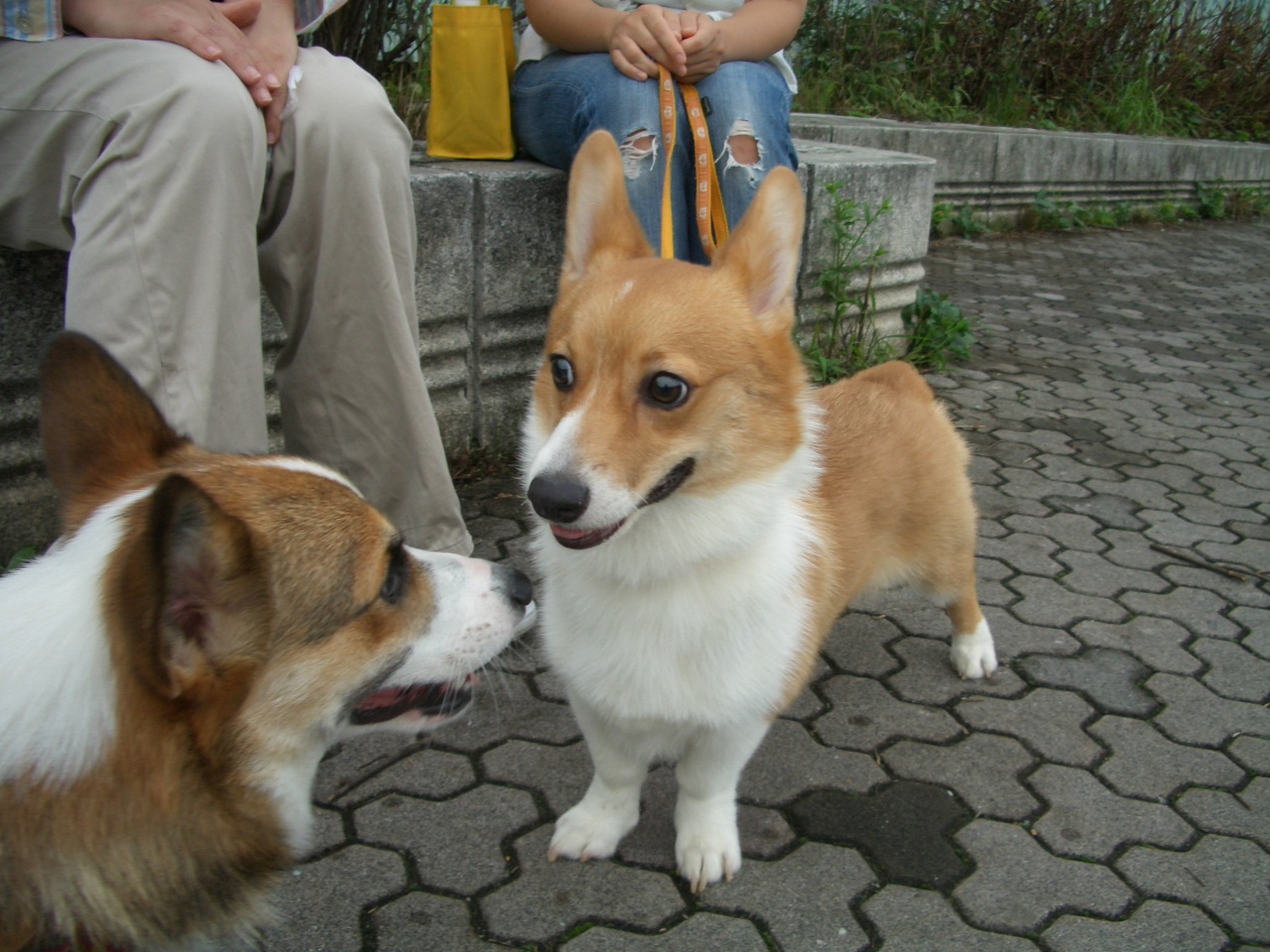 新しいお友達_f0101201_21264826.jpg