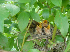 鳥の巣その後 7/18_c0123523_232335.jpg