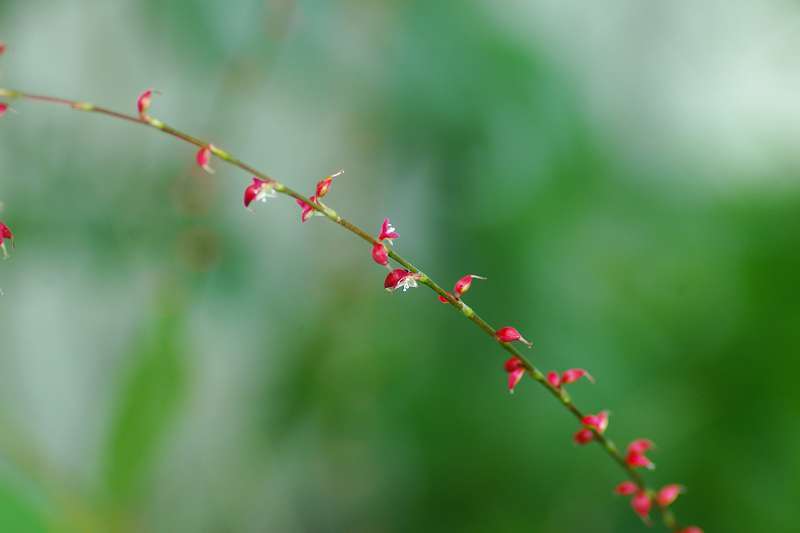 水引の花_d0018223_5405730.jpg