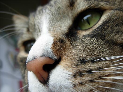 天を仰ぐ猫 油絵 : 油絵画家、永月水人のArt Life