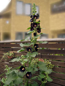 e0046446_1645121.jpg