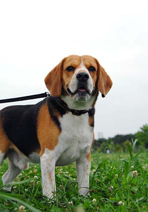 救助犬、新潟へ_a0070350_1175142.jpg