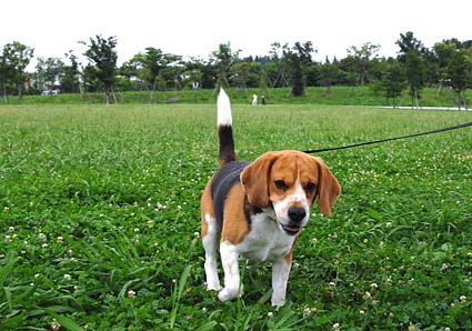 救助犬、新潟へ_a0070350_1181817.jpg