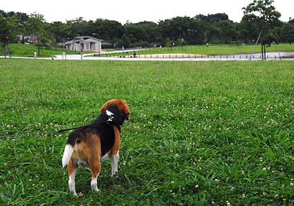 救助犬、新潟へ_a0070350_1184353.jpg