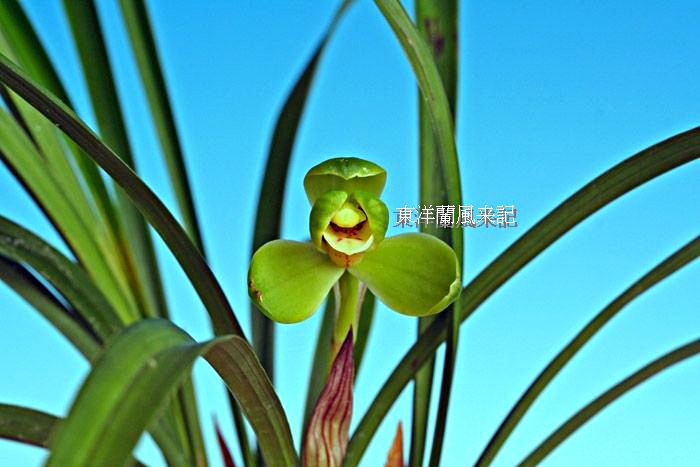 ◆「中国蘭花図鑑｣改訂版を出すらしい・・・　　　　　　　　Ｎｏ．２_d0103457_2373137.jpg