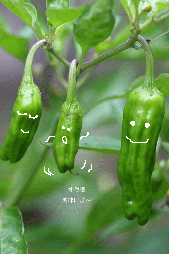 c0006870_10175016.gif