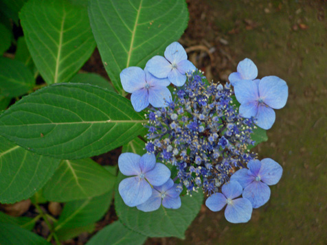 紫陽花ブーケ（6月30日）_e0112077_7393027.jpg