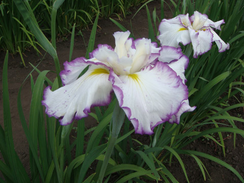 f0146493_1113126.jpg