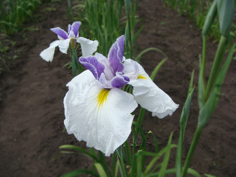 f0146493_11142095.jpg