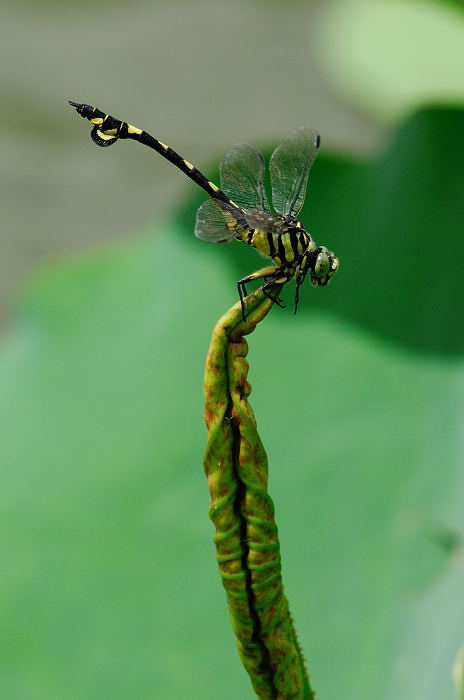 台風一過、平池へGO～♪ 虫バージョン_f0032011_2154391.jpg