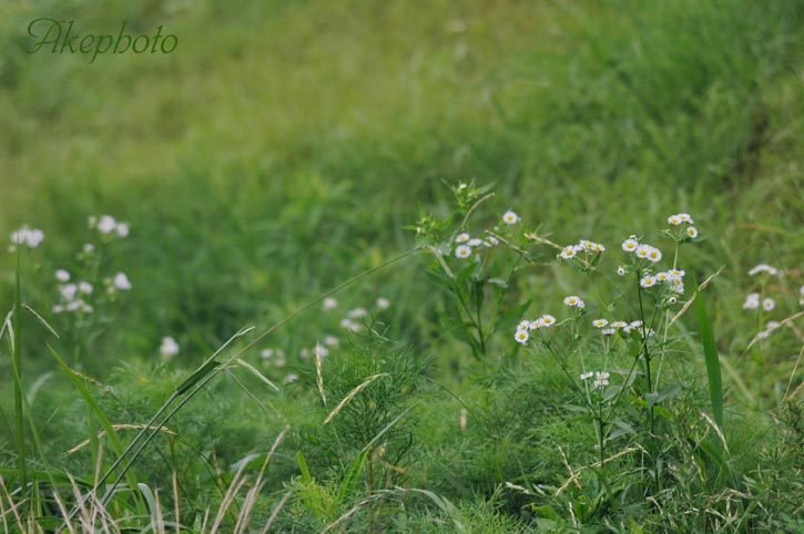 梅雨に咲く花_e0127416_04275.jpg