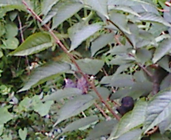 b0032617_1438554.jpg