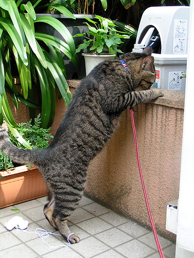 どんくさい レオ爺 ぶつぶつ独り言2 うちの猫ら21 どんくさい レオ爺 ぶつぶつ独り言2 うちの猫ら21