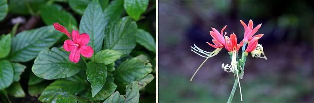 花名検索用 赤い花 大きな花 えるだまの植物図鑑