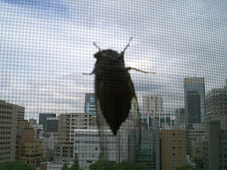 d0006756_1346211.jpg