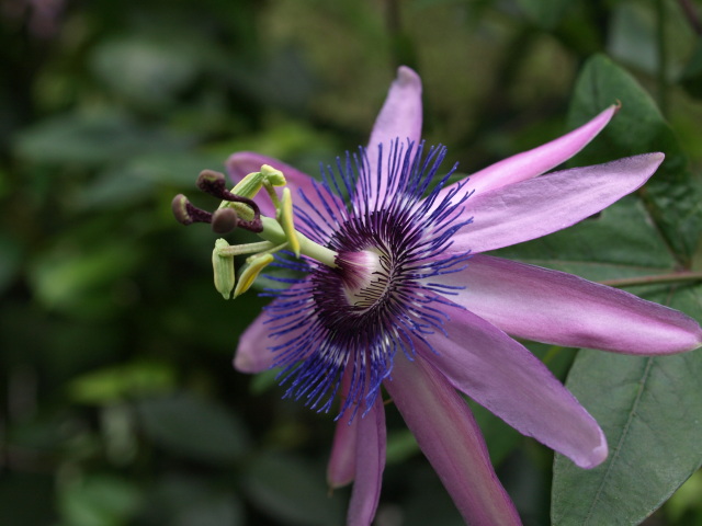 19日　　今日の花達　_e0105760_17104028.jpg