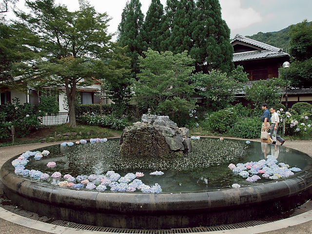 久安寺 その1：浮きアジサイ_d0087407_2353951.jpg