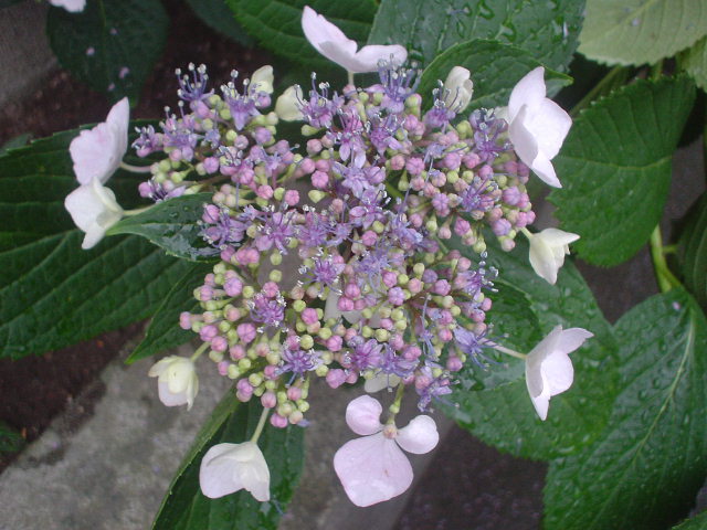 雨・梅雨・・・_d0039111_1210341.jpg