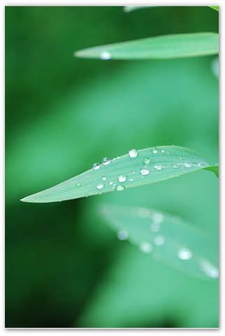 雨・雨・雨・・・_e0013417_22383210.jpg