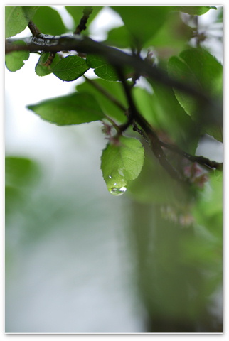 雨・雨・雨・・・_e0013417_22562220.jpg