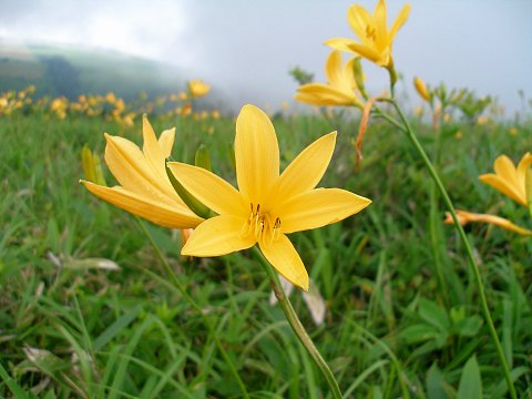 車山ニッコウキスゲが見頃_d0102327_025488.jpg