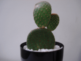 f0063944_16512718.gif
