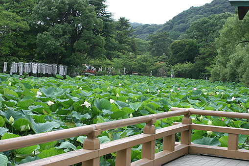 鶴岡八幡宮の蓮_c0006870_19241833.jpg