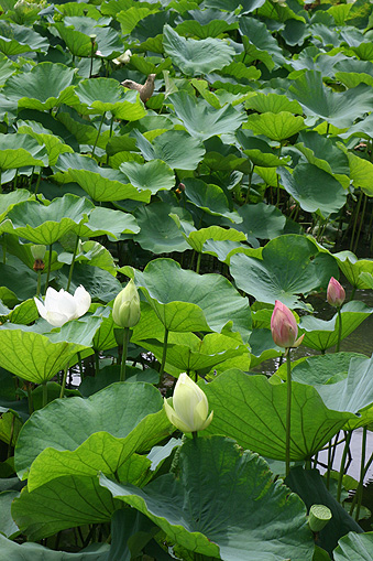 鶴岡八幡宮の蓮_c0006870_19263198.jpg