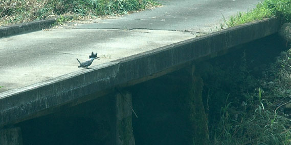 ヤマセミ(Greater Pied Kingfisher～)_e0097678_8565594.jpg